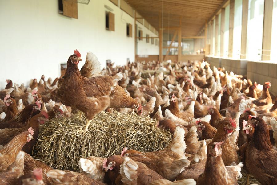 Frische Eier in bester Qualität vom Geflügelhof Lehnertz in Habscheid, Eifel - Hühnerstall