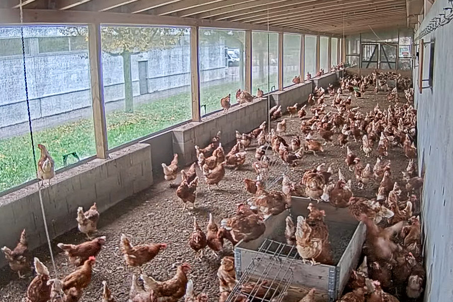Frische Eier in bester Qualität vom Geflügelhof Lehnertz in Habscheid, Eifel - Live Cam