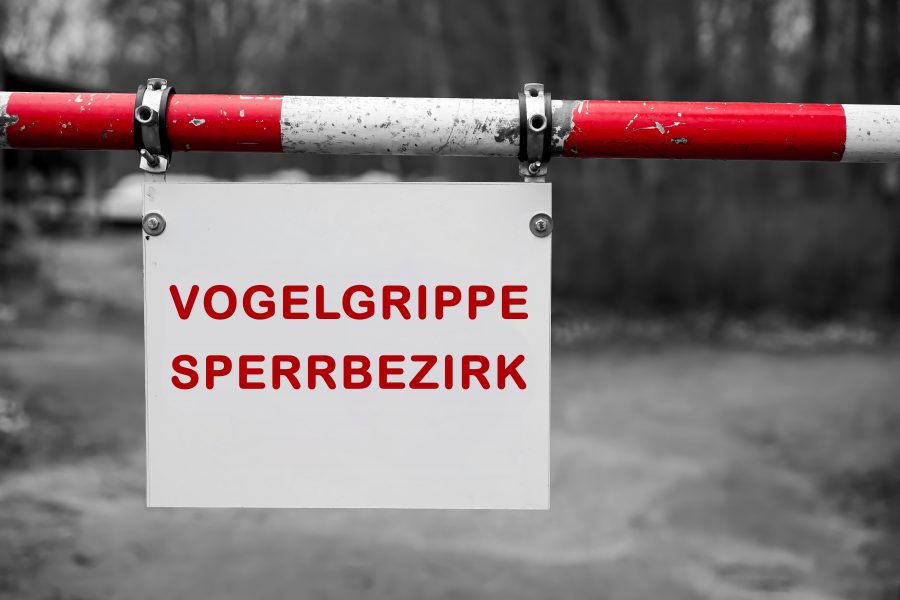 SWR Fernseh-Team dreht auf dem Geflügelhof Lehnertz einen Beitrag zum Sachstand der Vogelgrippe